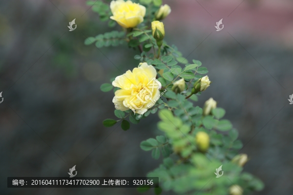 黃花
