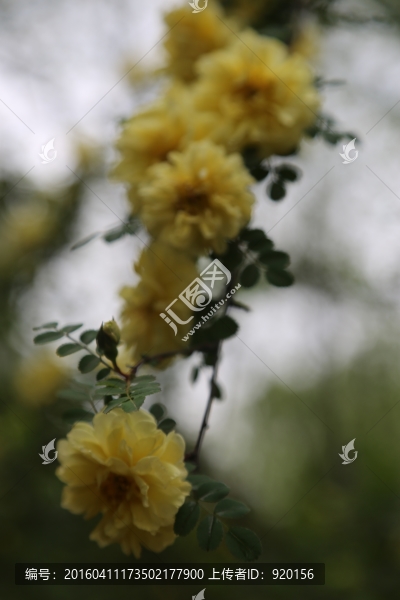 一枝黃花
