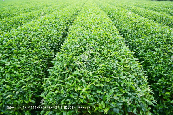 茶田