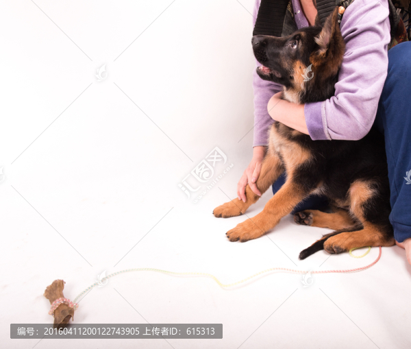 主人懷里的小德國(guó)牧羊犬