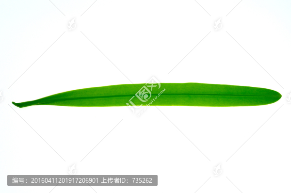 一片葉子