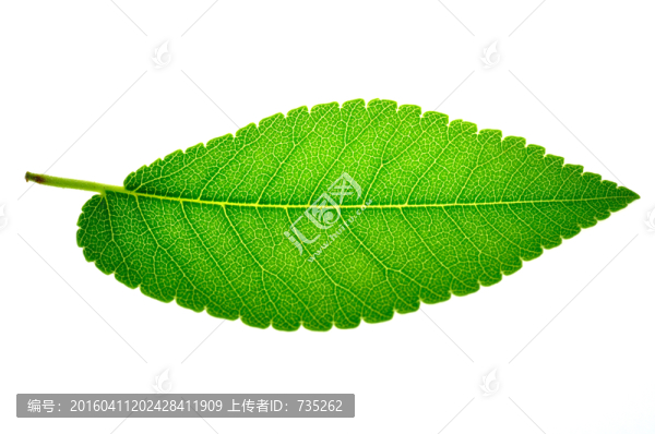 一片葉子