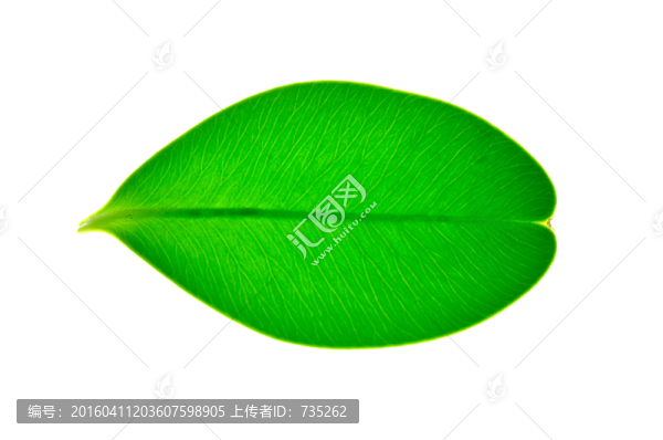 一片葉子