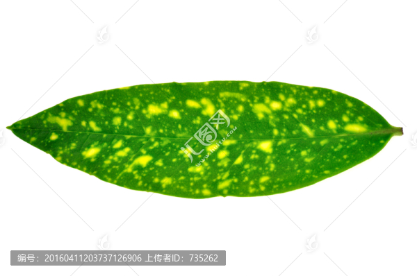 一片葉子