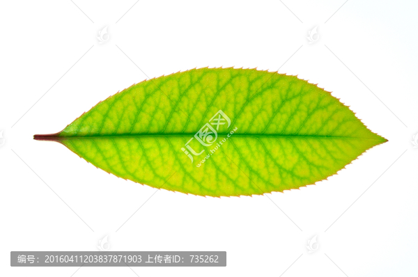 一片葉子