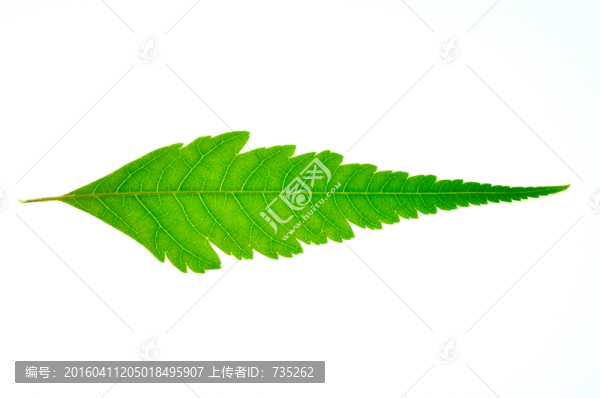 一片葉子