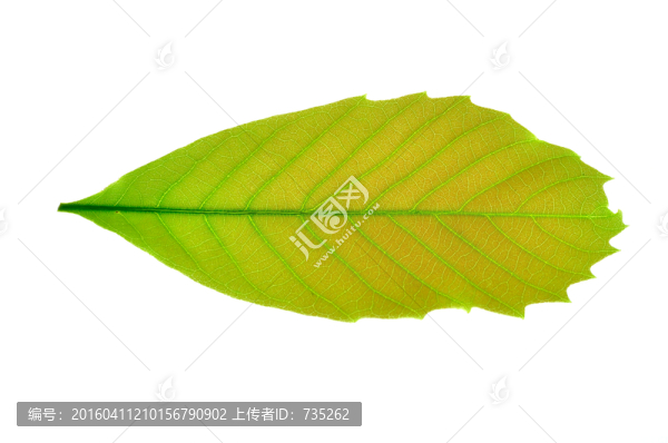 一片葉子