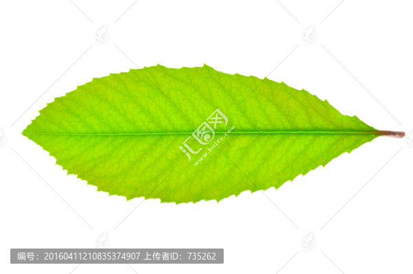 一片葉子