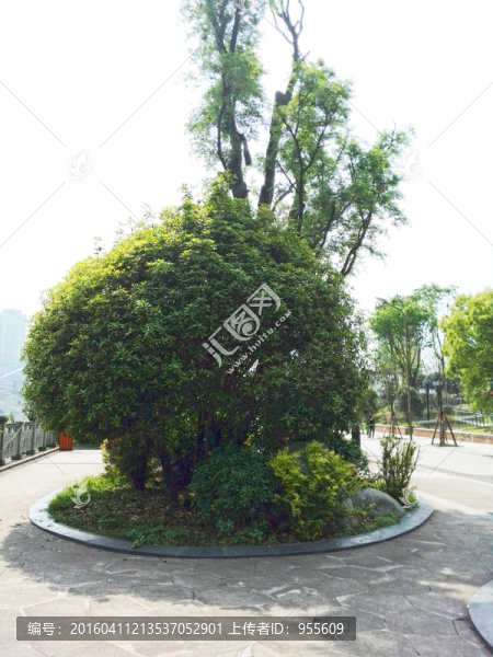 綠色植物