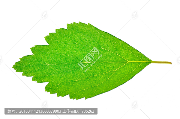 一片葉子