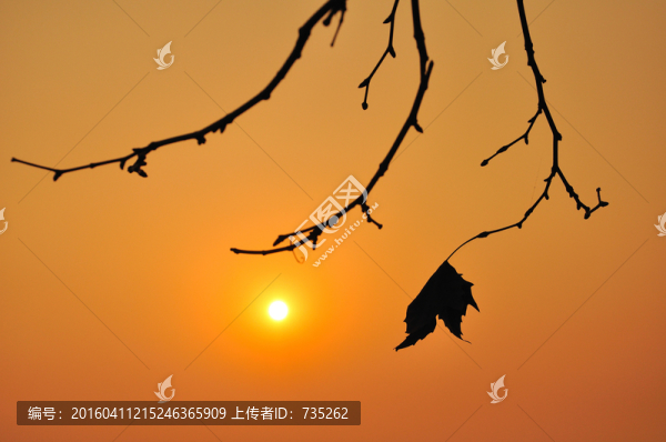 一片葉子