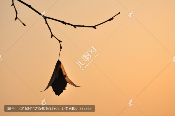 一片葉子