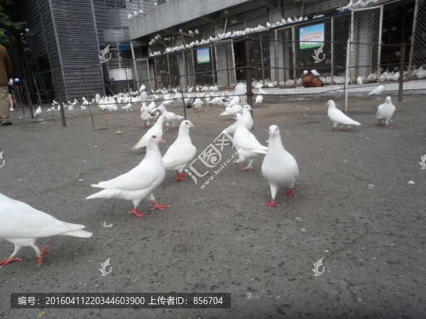 白鴿