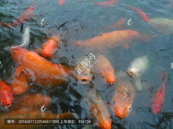 金魚素材