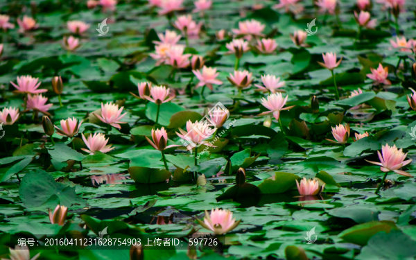 蓮花池