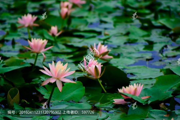 蓮花