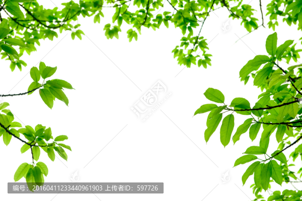 綠葉邊框