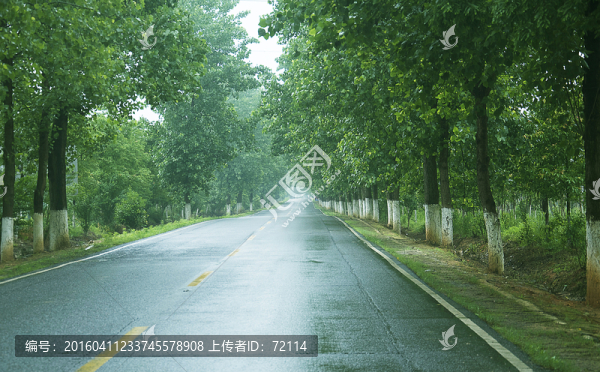 雨后兩邊有楊樹的柏油路