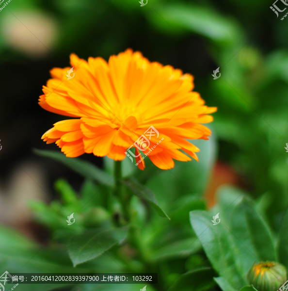 橘黃色的雛菊