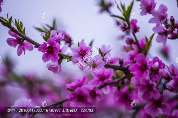 桃花