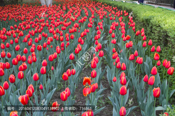興慶公園,郁金香