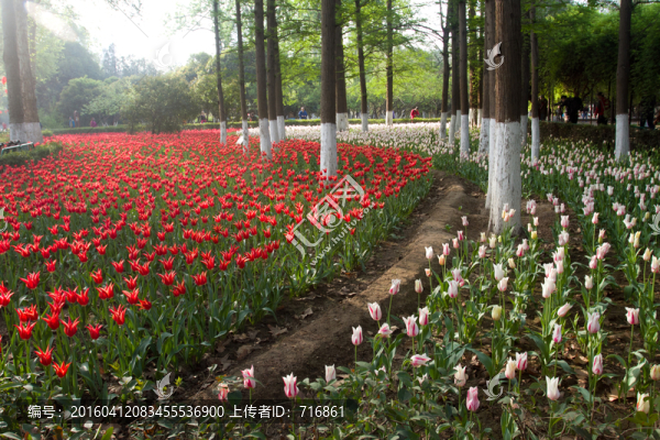 興慶公園,郁金香