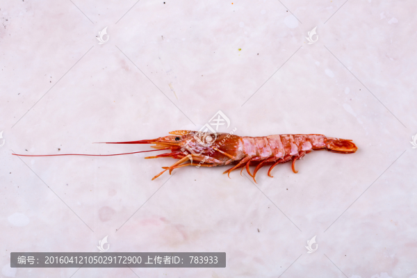 阿根廷紅蝦