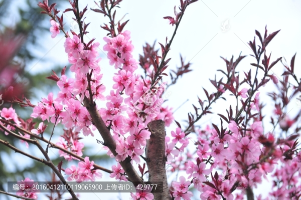 高清桃花
