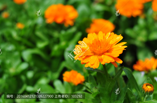 帶露珠的橘黃色雛菊