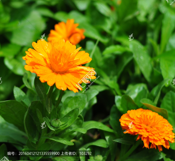 帶露珠的橘黃色雛菊