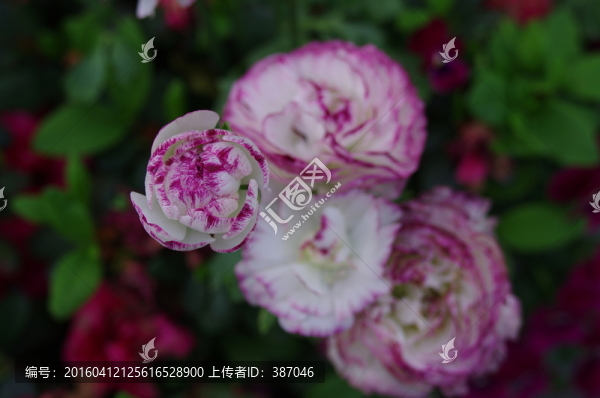 花朵