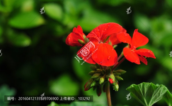 帶露珠的紅花