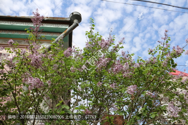 丁香花開