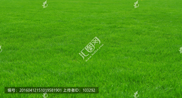 高清綠色草坪實拍