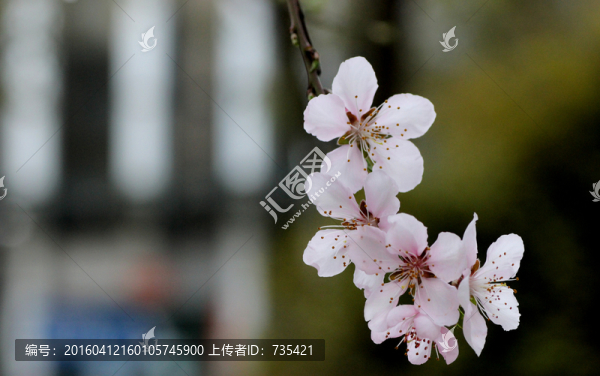 桃花
