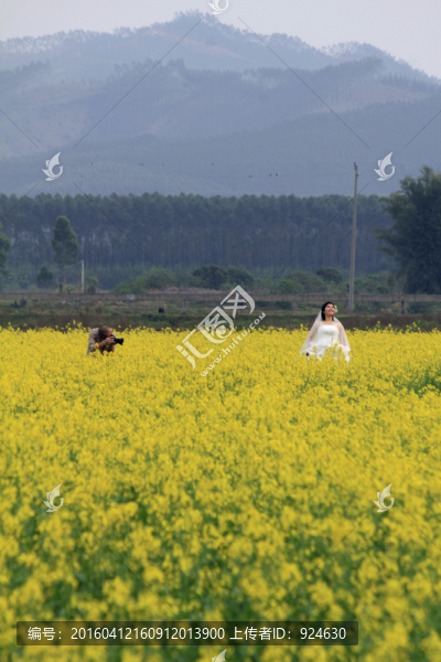 惠州觀音閣油菜花基地