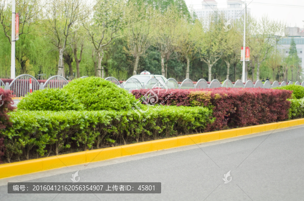 道路綠化