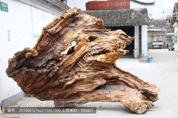 樹根