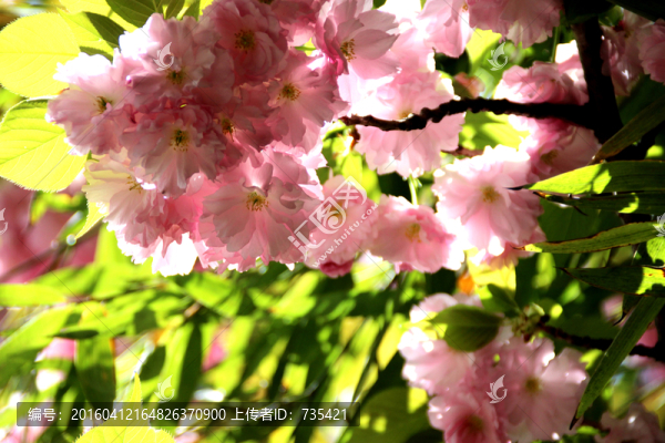 櫻花