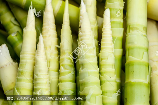 脆竹