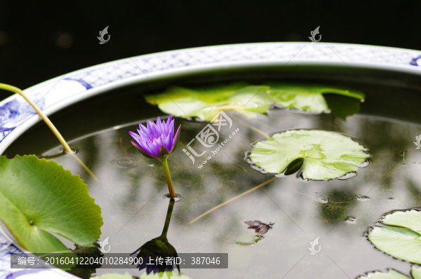 水盆景