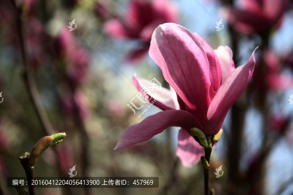 紫色玉蘭花