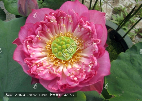 紫瑞,荷花