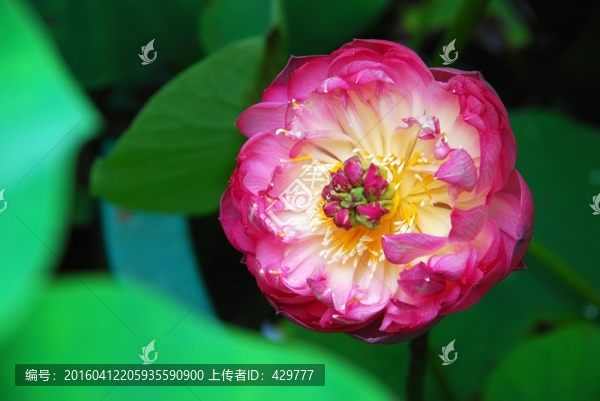 紅荷花,紅荷,荷花蓮葉,荷塘