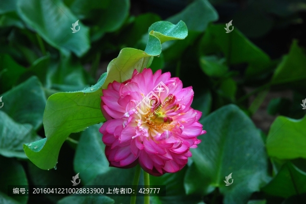紅荷花,紅荷,荷花蓮葉,荷塘