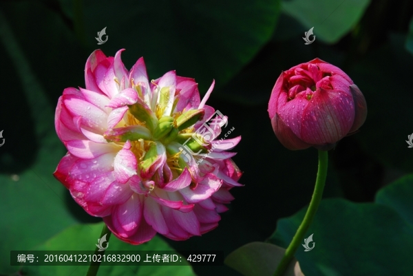 紅荷,蓮葉,荷塘,荷花