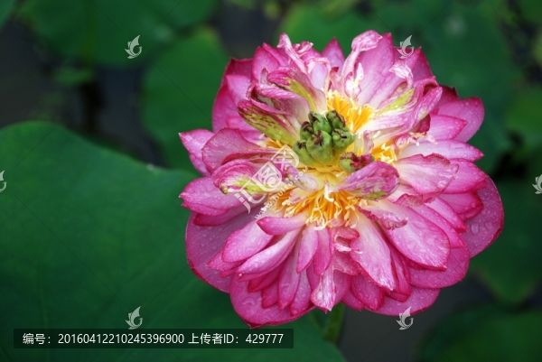 紅荷,蓮葉,荷塘,荷花