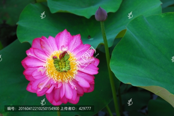 紅荷,蓮葉,荷塘,荷花