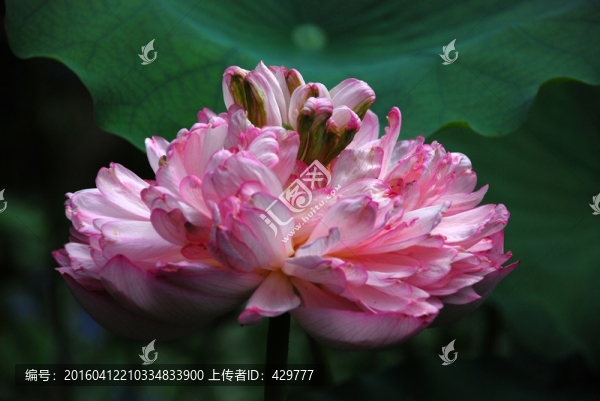 紅荷,蓮葉,荷塘,荷花