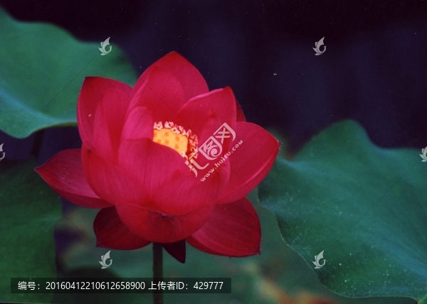 紅荷花